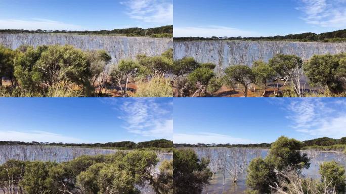 澳大利亚袋鼠岛——湖上光秃秃的树