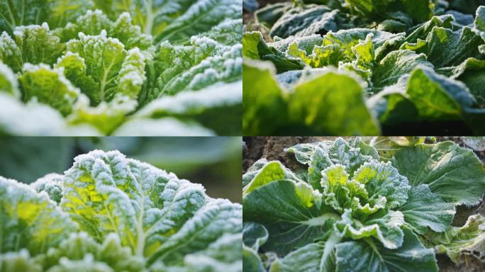 4K冬天打霜的蔬菜 霜降 冬至