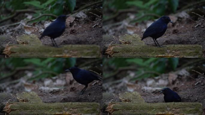 一只爪哇鸣叫的画眉鸟，它的形象起初模糊不清，后来变得清晰起来