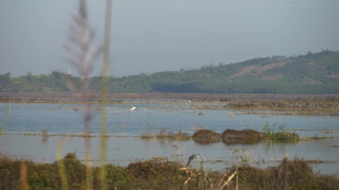 湖泊 湿地 飞鸟 生态 自然 风景