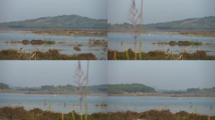 湖泊 湿地 飞鸟 生态 自然 风景