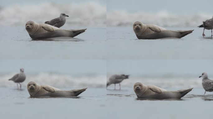 可爱的海豹宝宝在岸边打盹，周围是美国听觉海鸥