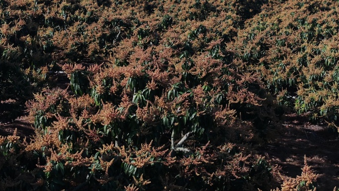 芒果基地 台芒  海南芒果  芒果花开