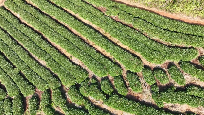 茶山福鼎白茶本镜白茶