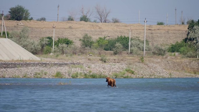 一头棕色的大母牛和一头小牛犊穿过一条湍急的河。蓝色的海水，背景中的沙质岩石，慢镜头