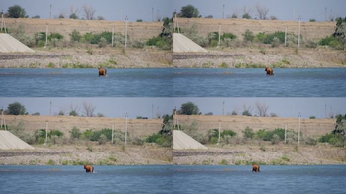 一头棕色的大母牛和一头小牛犊穿过一条湍急的河。蓝色的海水，背景中的沙质岩石，慢镜头