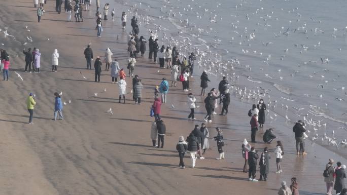 青岛栈桥海鸥