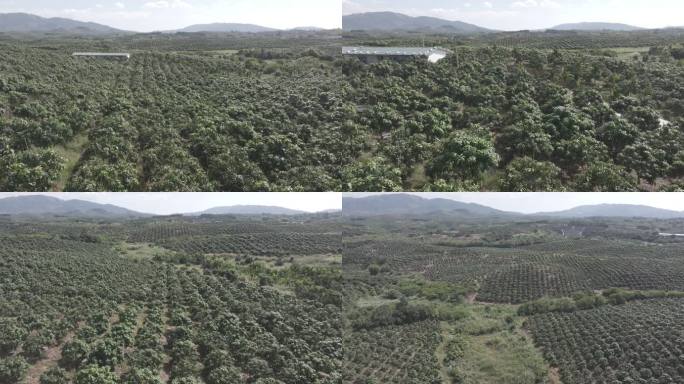 果基地 台芒 海南芒果  乐东芒果航拍