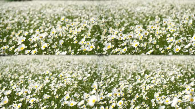 洋甘菊。白色的雏菊花在夕阳下的绿草地上随风摇曳。洋甘菊盛开，草地绿油油。特写慢镜头。自然、花、春、生