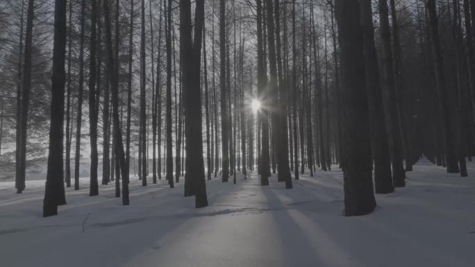 穿梭冬日下的森林