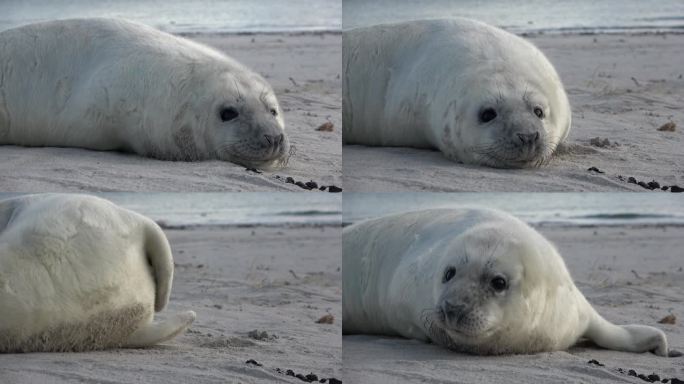 可爱的小海豹在海滩上的肖像，灰色的海豹，灰斑海豹，前鳍，胡须