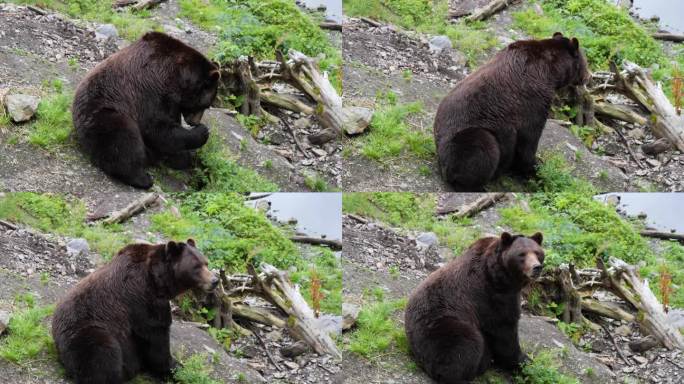 大雄棕熊坐下了。阿拉斯加