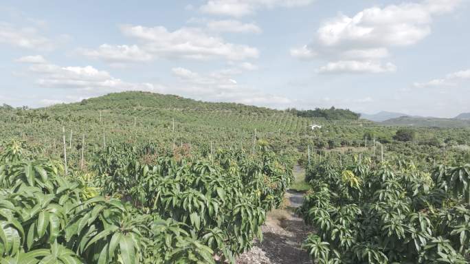 果基地 台芒 海南芒果 乐东芒果基地