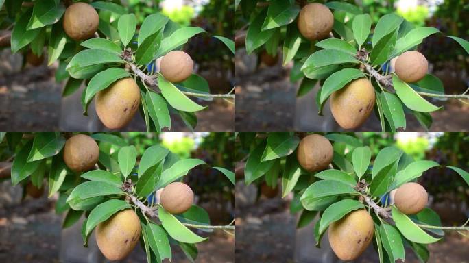 树上有新鲜的皂角果，鸡果。皂角树是热带常绿果树，味甜果