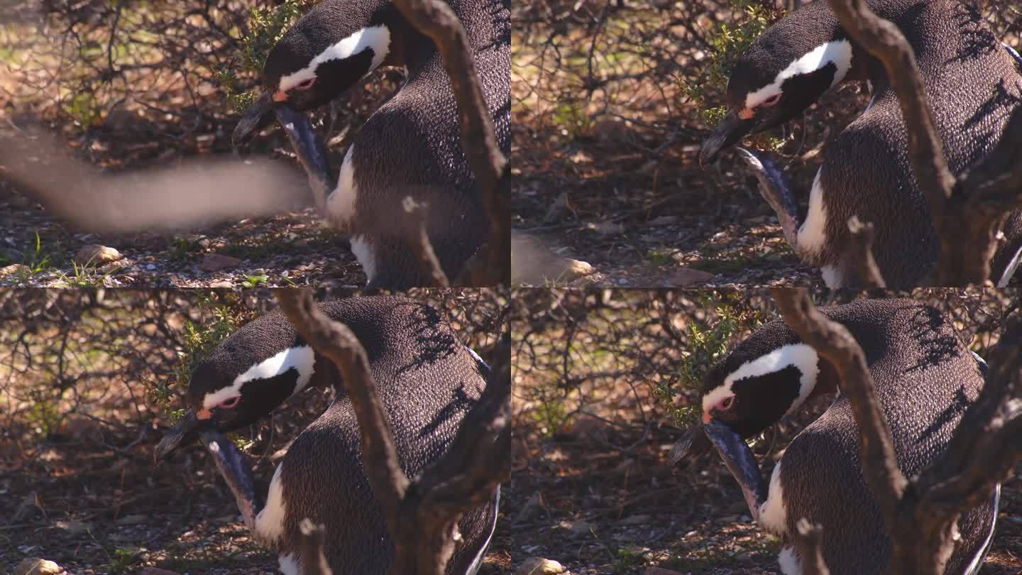 在巴伊亚布斯塔曼特，一只麦哲伦企鹅在灌木丛的阴影下等待，用带蹼的脚挠着它的喙