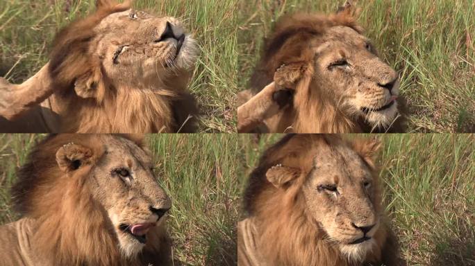 狮子抓耳挠腮，抖鬃毛的特写。