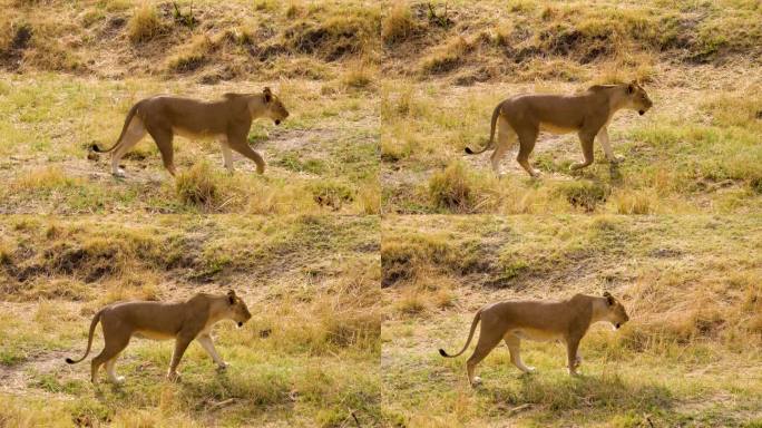 狮子(Leo Panthera)走路