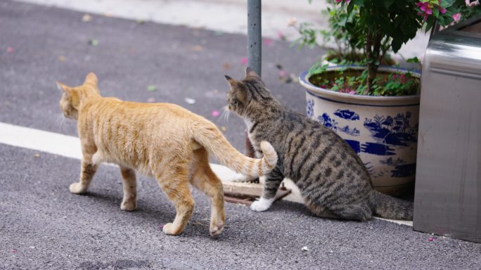 流浪猫溜达