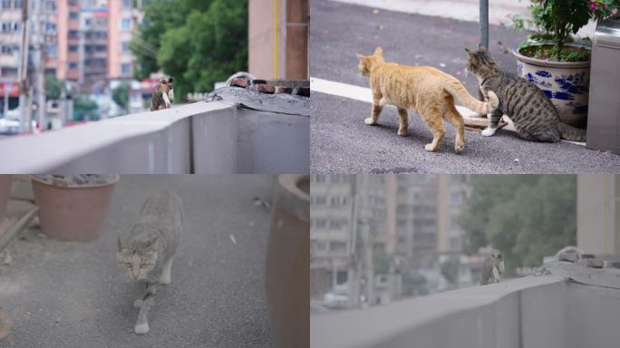流浪猫溜达