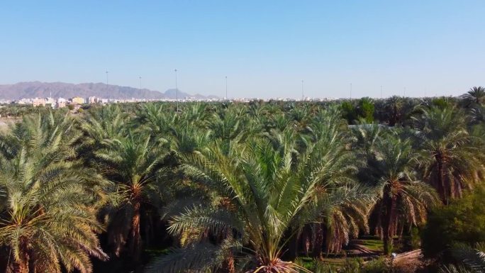 沙特阿拉伯麦地那的棕榈树和公路鸟瞰图