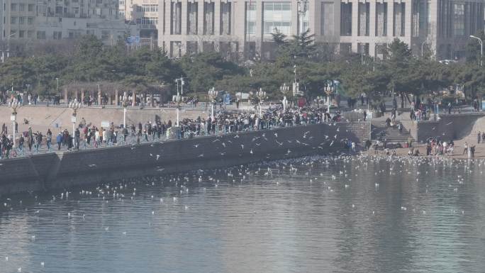 青岛栈桥海鸥