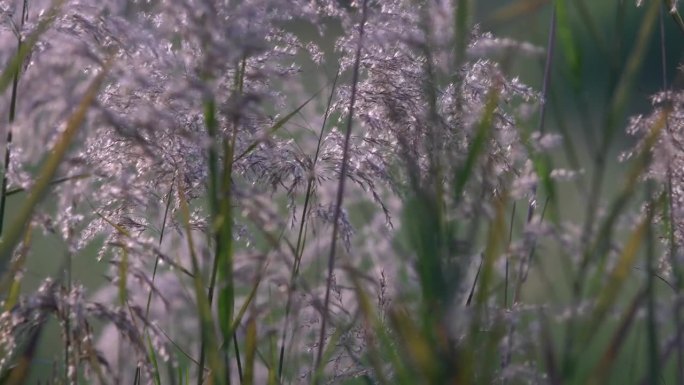 芦苇花