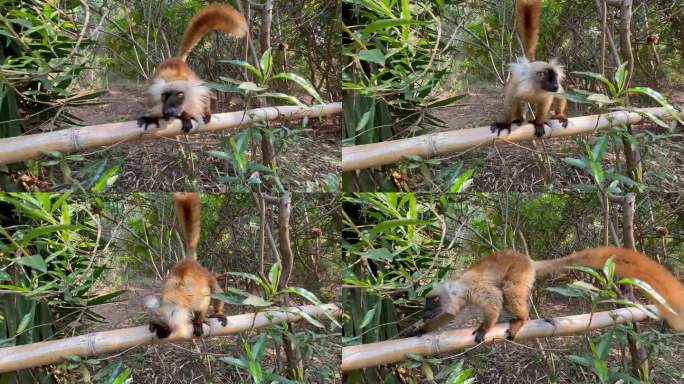 好奇的雌性黑狐猴(Eulemur macaco)走在狐猴公园的竹篱上。Katsaoka、马达加斯加。