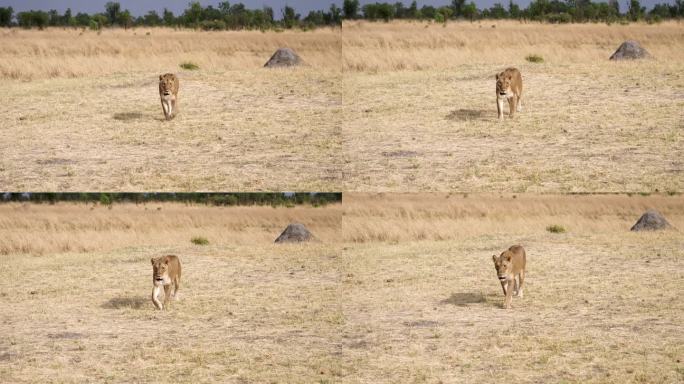 狮子(Leo Panthera)走路