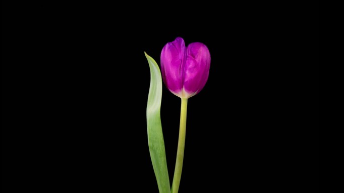 美丽的紫罗兰郁金香花的开放和枯萎的时间间隔