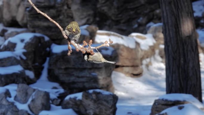 雪后煤山雀和黄雀在同一树枝上觅食