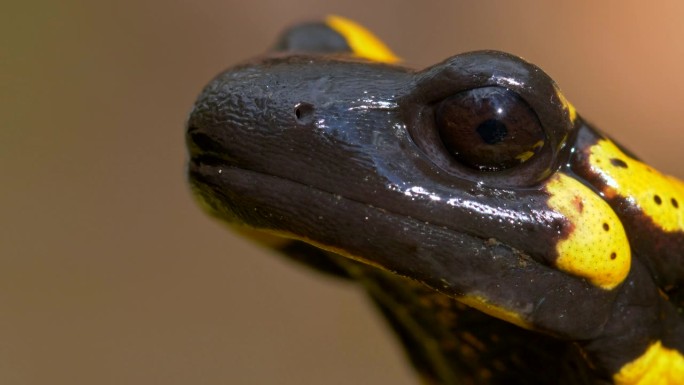 欧洲火蝾螈(Salamandra Salamandra)特写
