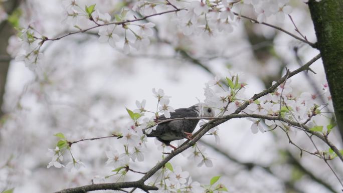 野生鸟类-黑短脚鹎 春天樱花