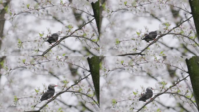 野生鸟类-黑短脚鹎 春天樱花