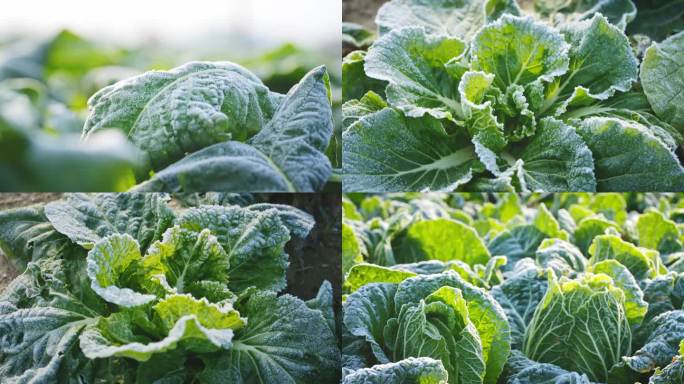 4K冬天打霜的蔬菜 霜降 冬至 大寒