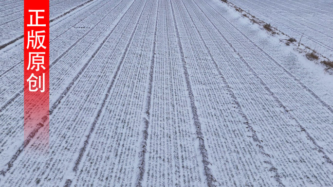冬小麦 冰雪覆盖的小麦