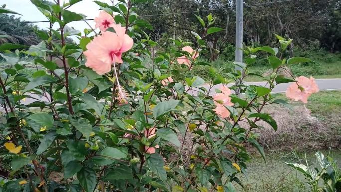 橙色芙蓉花植物近距离