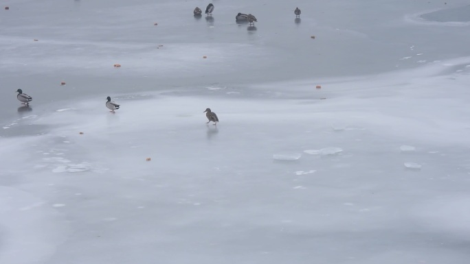 北方冬天野鸭在冰上行走