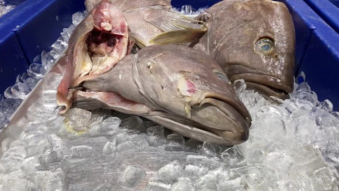 海鲜市场出售的石斑鱼