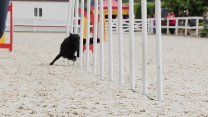 黑色猎犬跑敏捷障碍