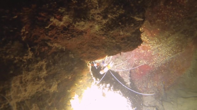 夜间潜水近距离观察一条带状珊瑚虾爬在珊瑚礁墙的缝隙内，在低能见度的沙质底部与岩石珊瑚鱼泥在阿瓦纳通道