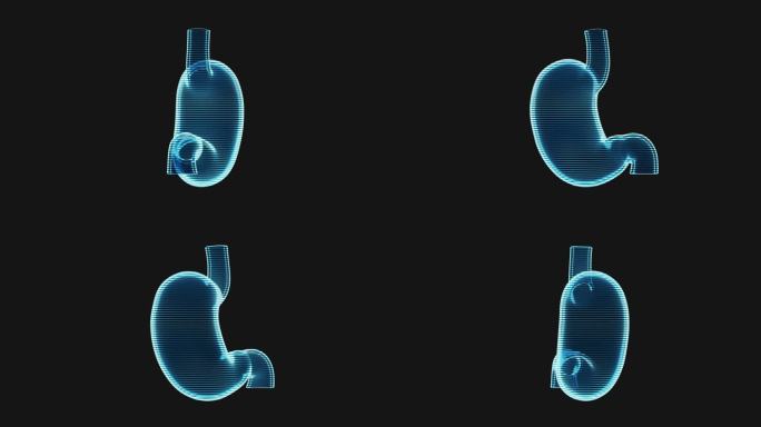 胃的全息循环动画，3d渲染。