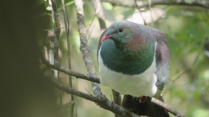 新西兰惠灵顿北岛附近森林里的木鸽Kereru特写。