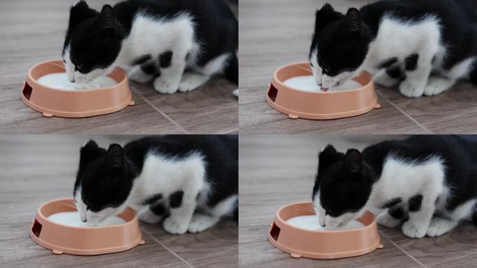 一只黑白相间的小猫享受着从房子地板上的碗里舀出的热牛奶。