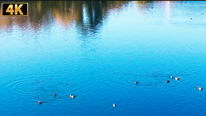 深秋-湛蓝湖面、倒影与野鸭