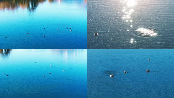 深秋-湛蓝湖面、倒影与野鸭