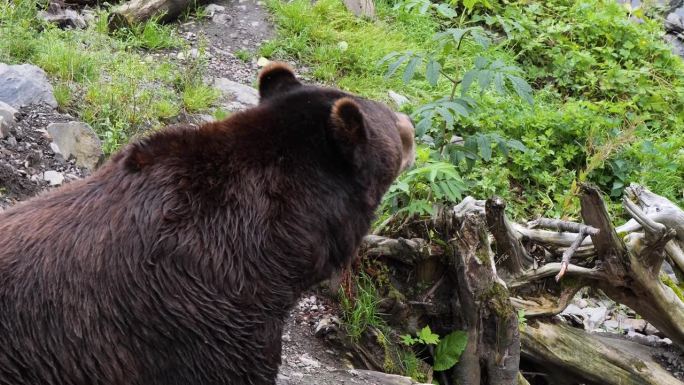 夏季的雄性大棕熊。阿拉斯加