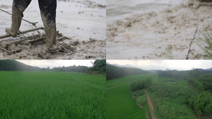 原生态牛耕田水稻种植