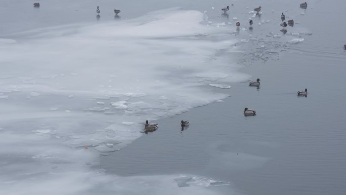 北方冬天越冬水鸟