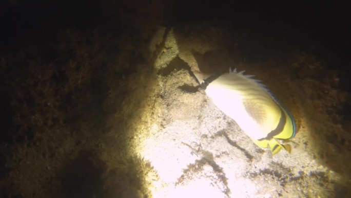 夜间潜水观察一只流浪蝴蝶鱼在低能见度的沙质底部睡觉，岩石，珊瑚，鱼类，泥土，在阿瓦纳通道被手电筒闪光