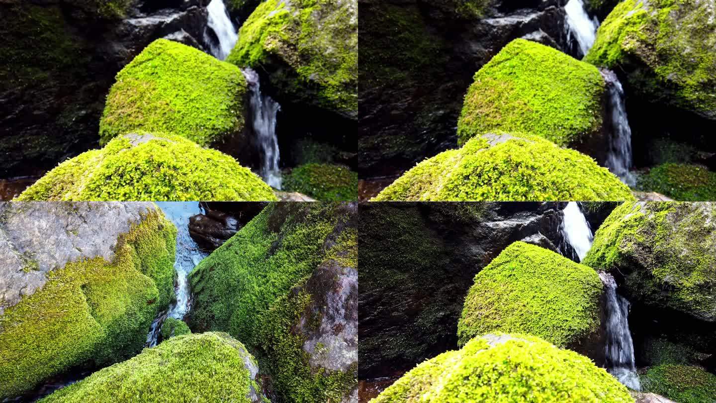 水青苔苔藓山泉水流水滴水风景大自然